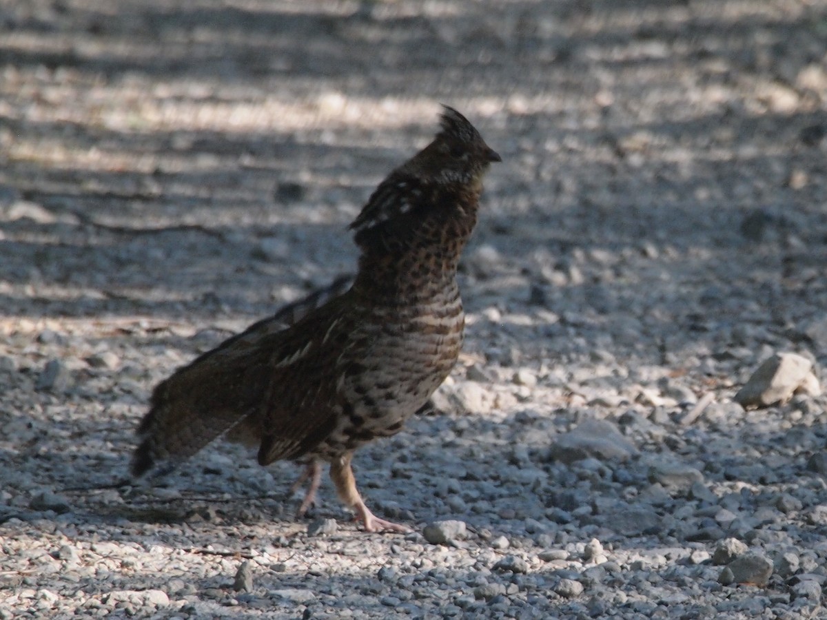 Ruffed Grouse - ML246588991