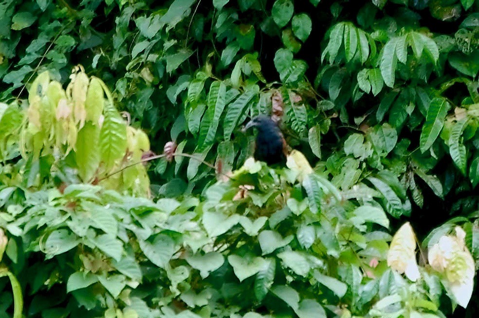 Greater Coucal (Greater) - ML246589031