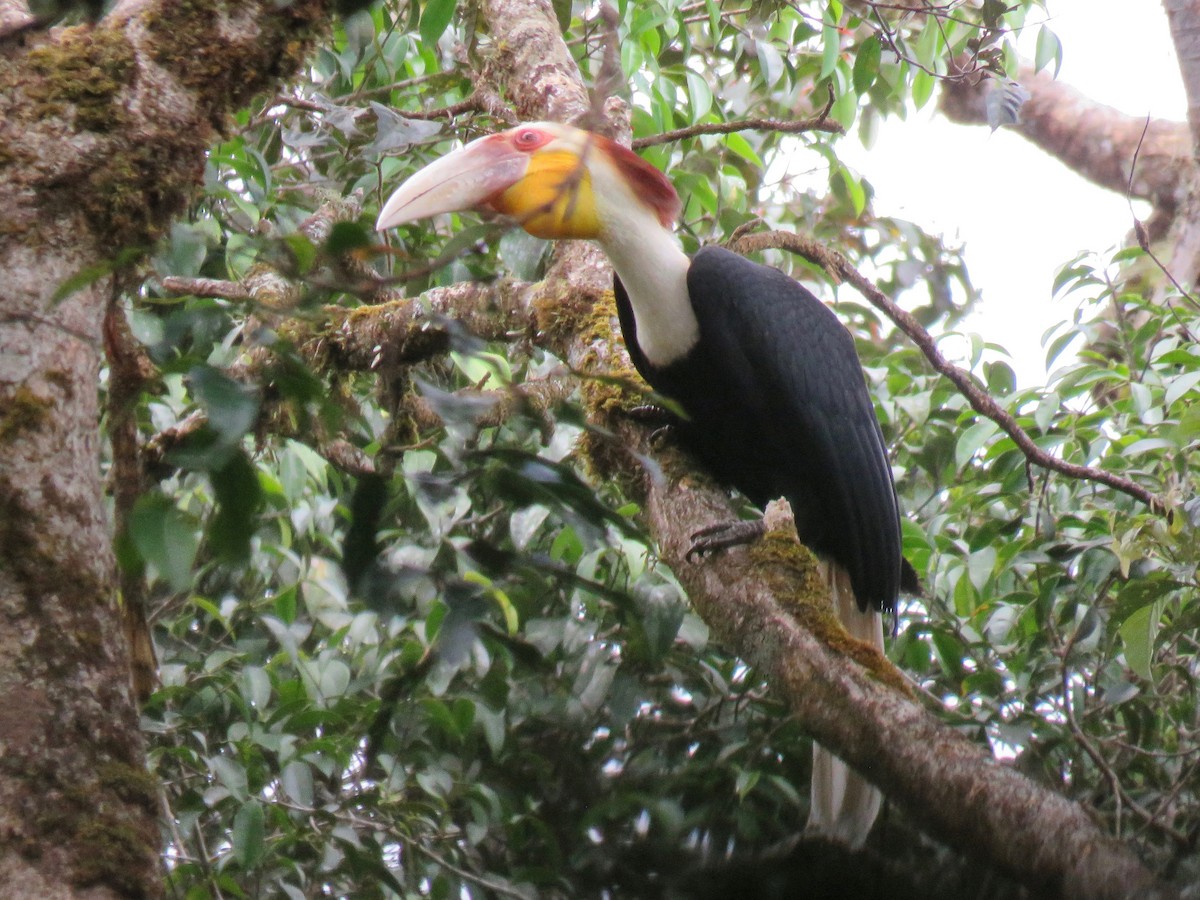 Wreathed Hornbill - ML246590731