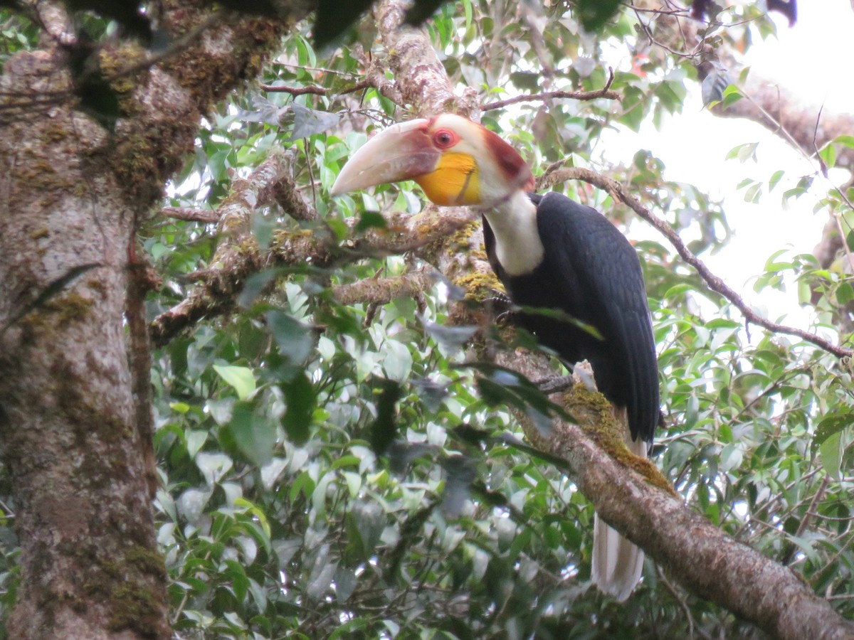 Wreathed Hornbill - ML246590751