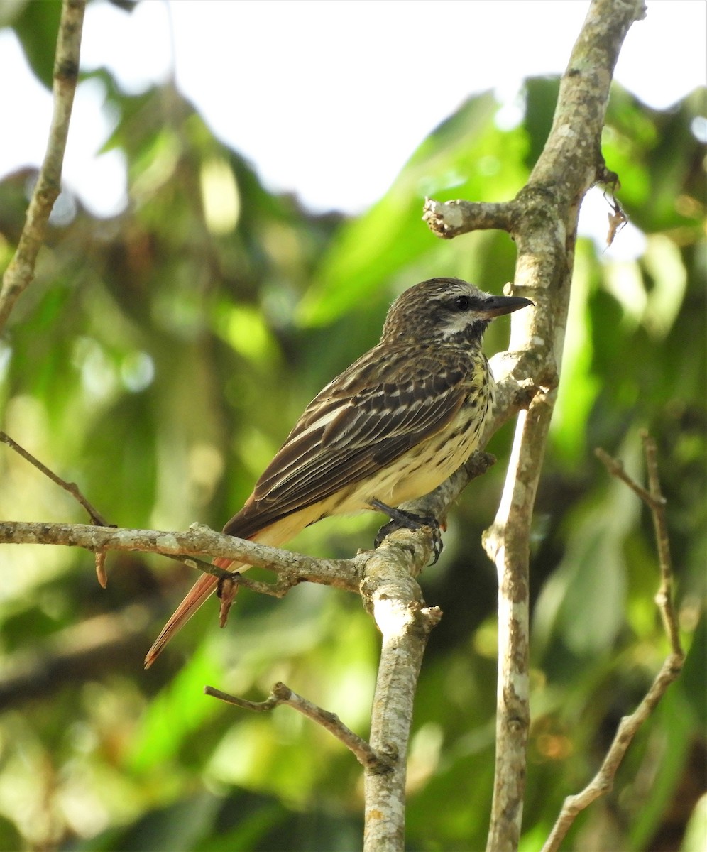 Sulphur-bellied Flycatcher - ML246590961