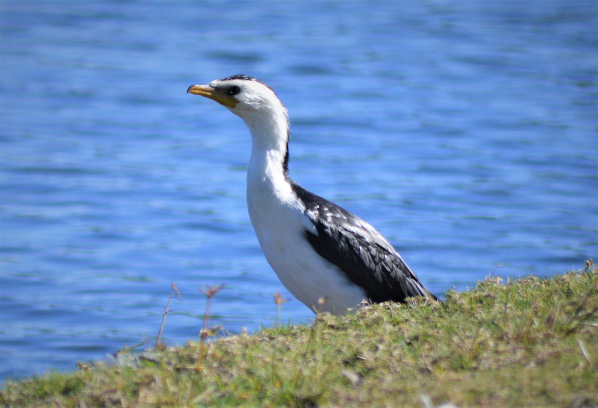 Little Pied Cormorant - ML246591081