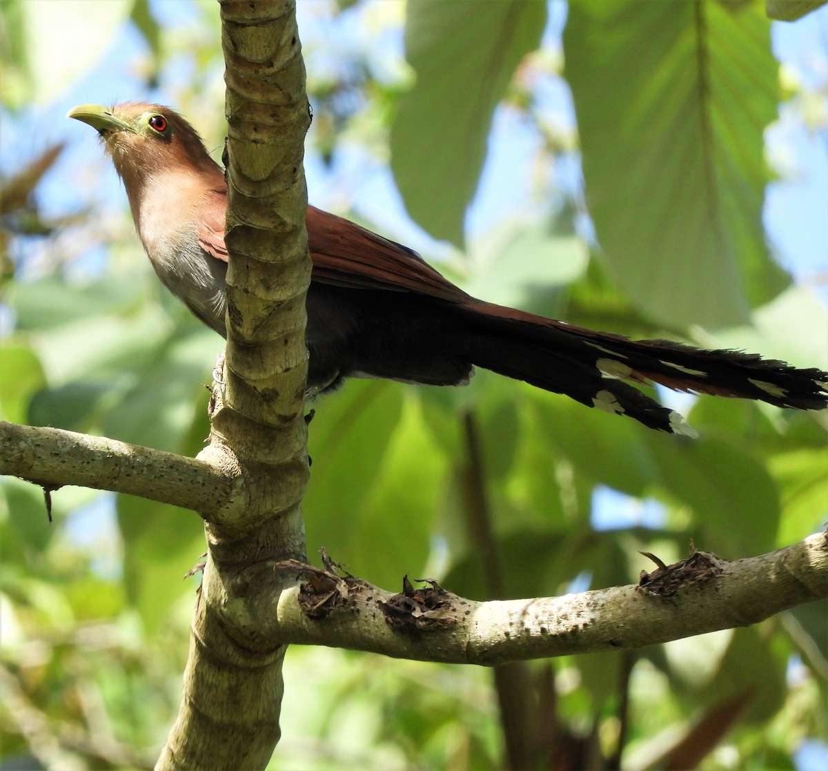 Squirrel Cuckoo - ML246591091