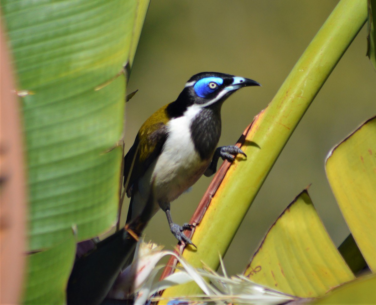 Blue-faced Honeyeater - ML246591301