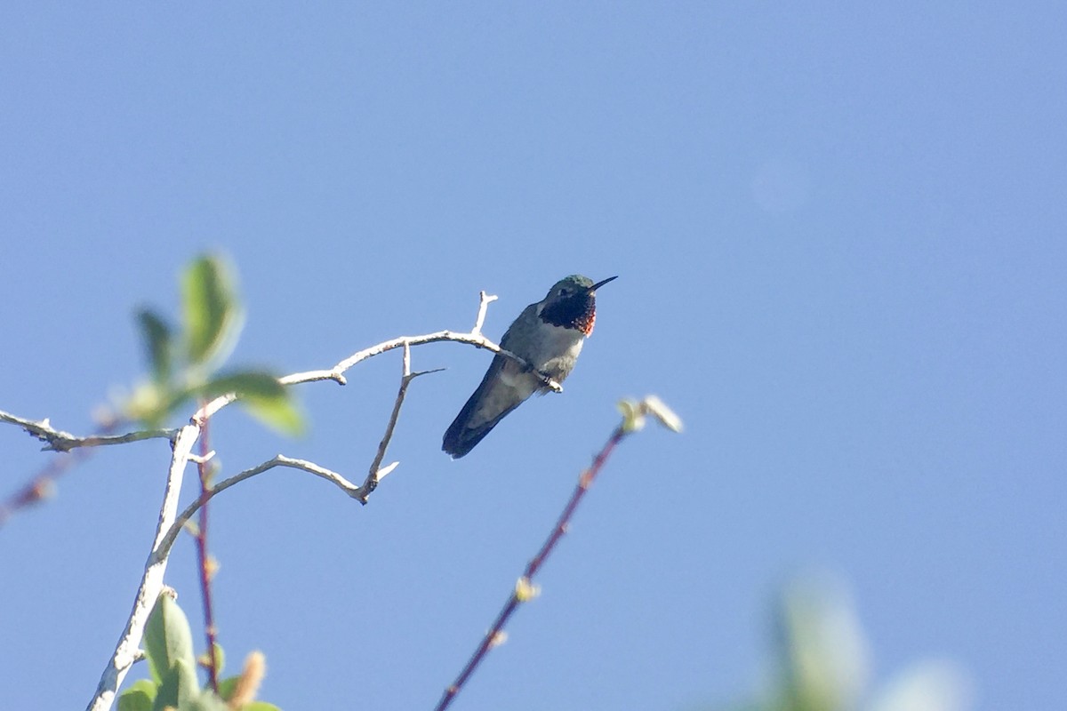 Broad-tailed Hummingbird - Cory Gregory