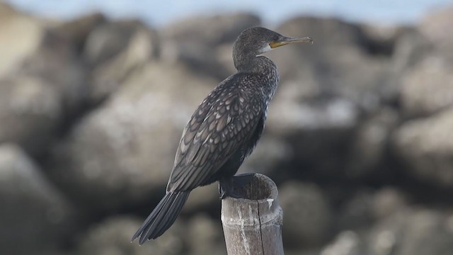 Indian Cormorant - ML246591931