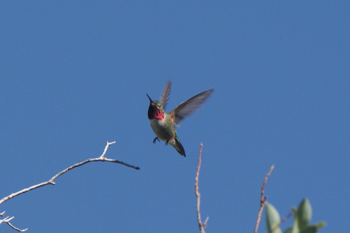 Geniş Kuyruklu Kolibri - ML246592211