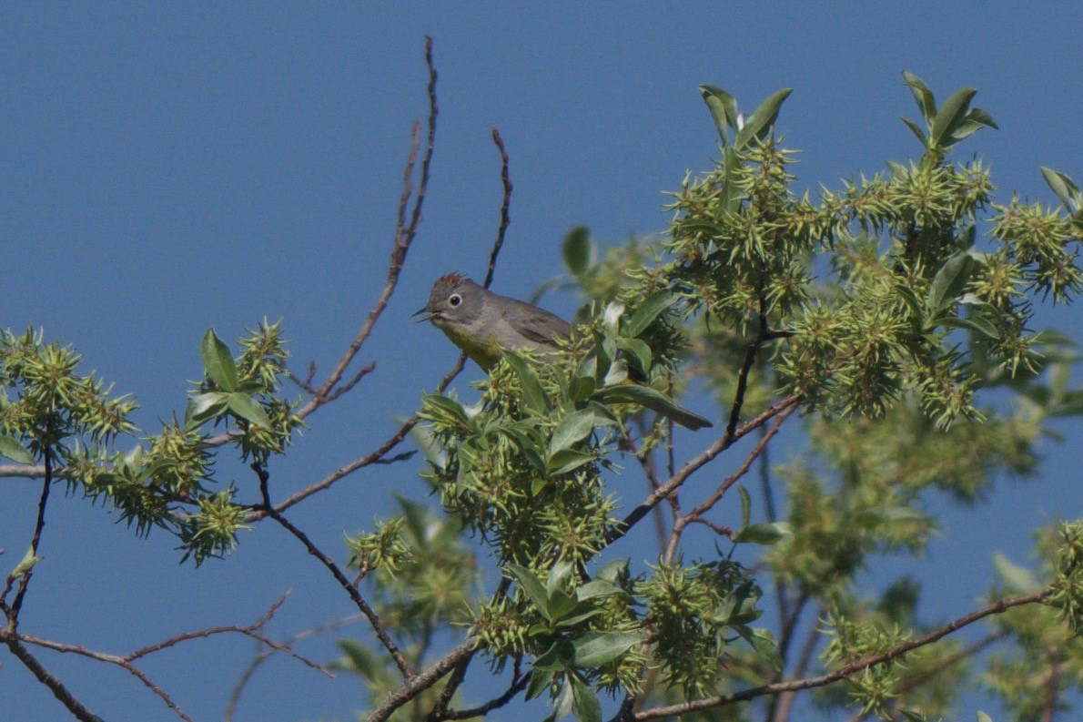 Virginia's Warbler - Cory Gregory