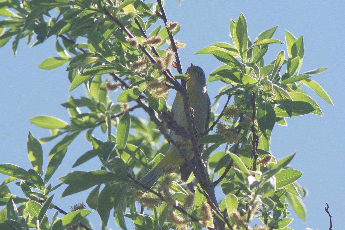 Gelbsteiß-Waldsänger - ML246592311