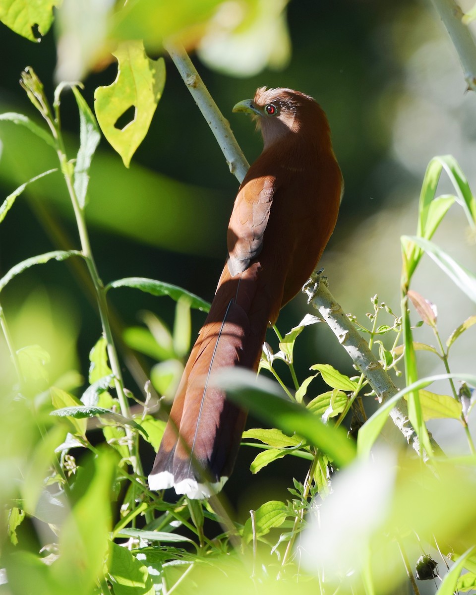 Squirrel Cuckoo - ML24659381