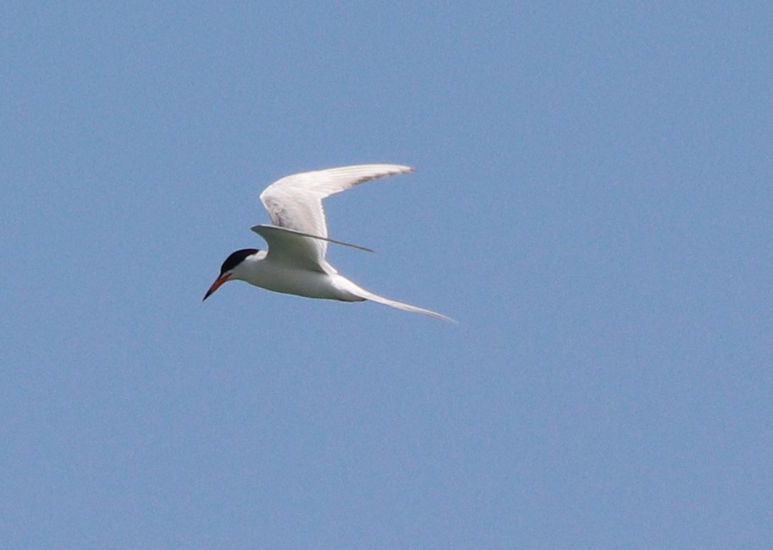 Common Tern - ML246595191