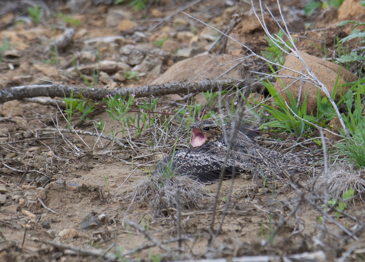 Common Nighthawk - ML246595671