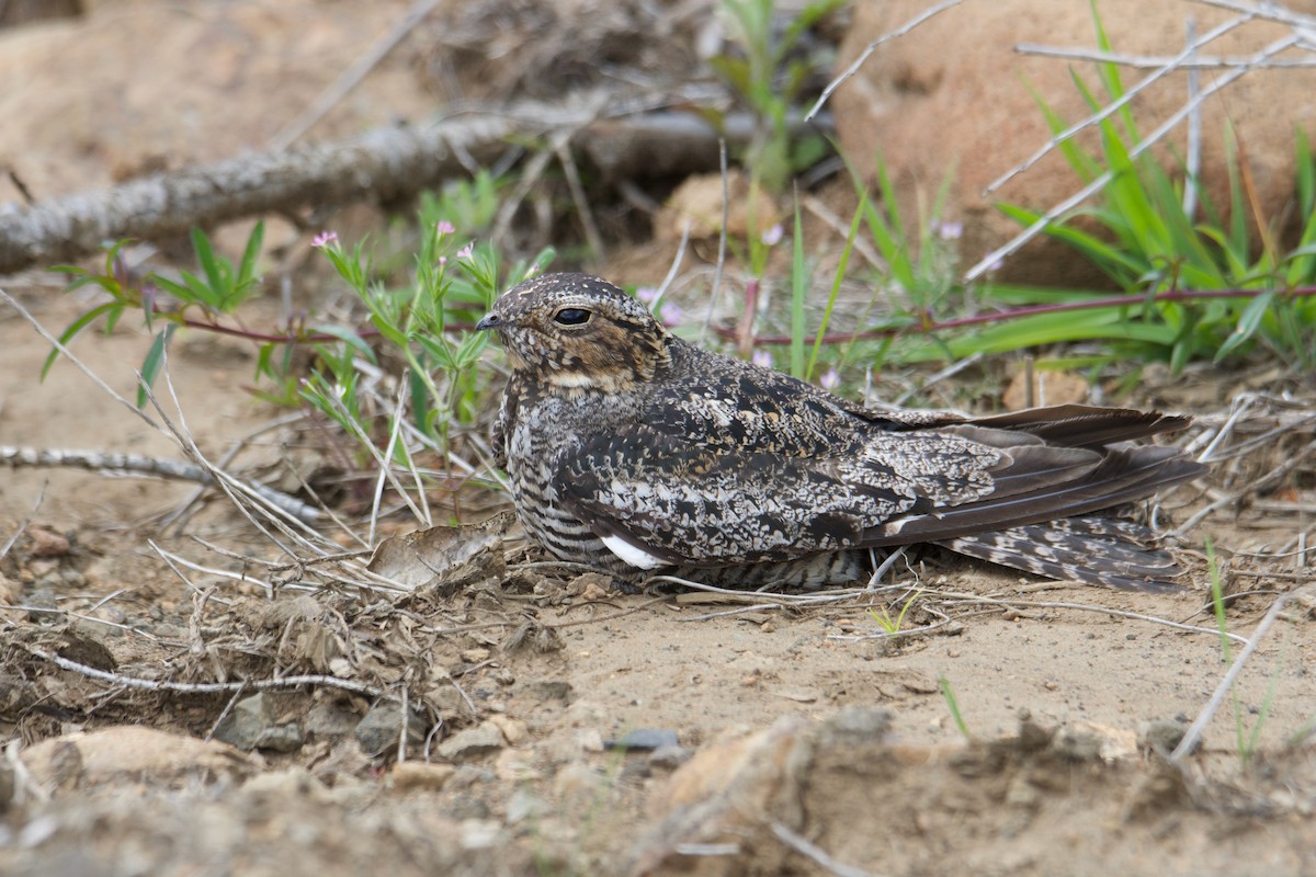 Common Nighthawk - ML246595691