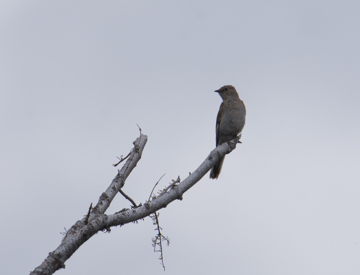 Townsend's Solitaire - ML246595751