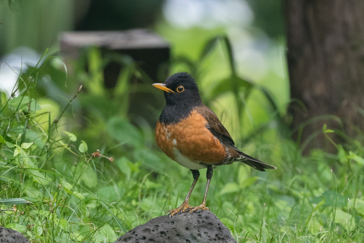 Izu Thrush - Yann Muzika