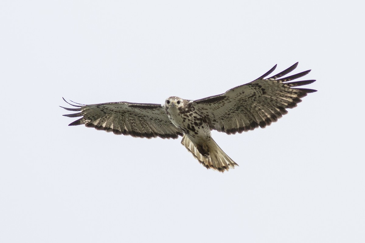Red-tailed Hawk (Harlan's) - Bryce Robinson