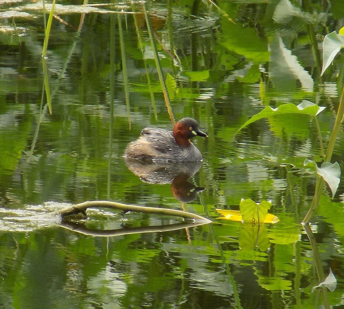 Little Grebe - Chinmay Sawant