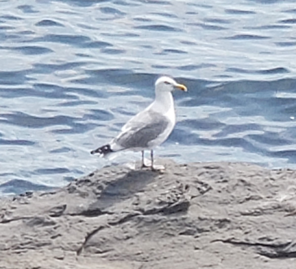 Herring Gull - ML246597381