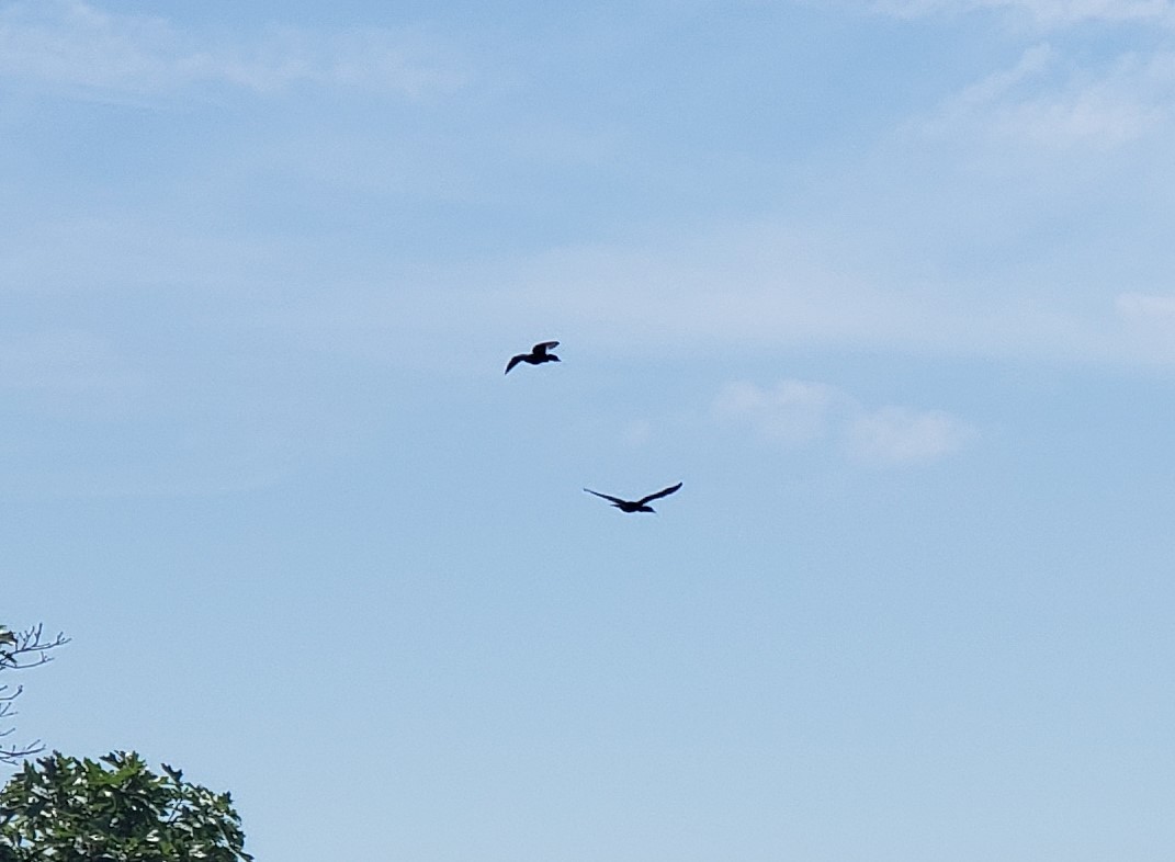 Double-crested Cormorant - ML246597401