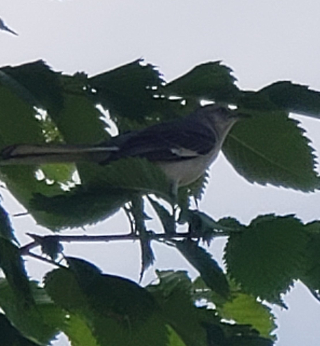 Northern Mockingbird - ML246597601