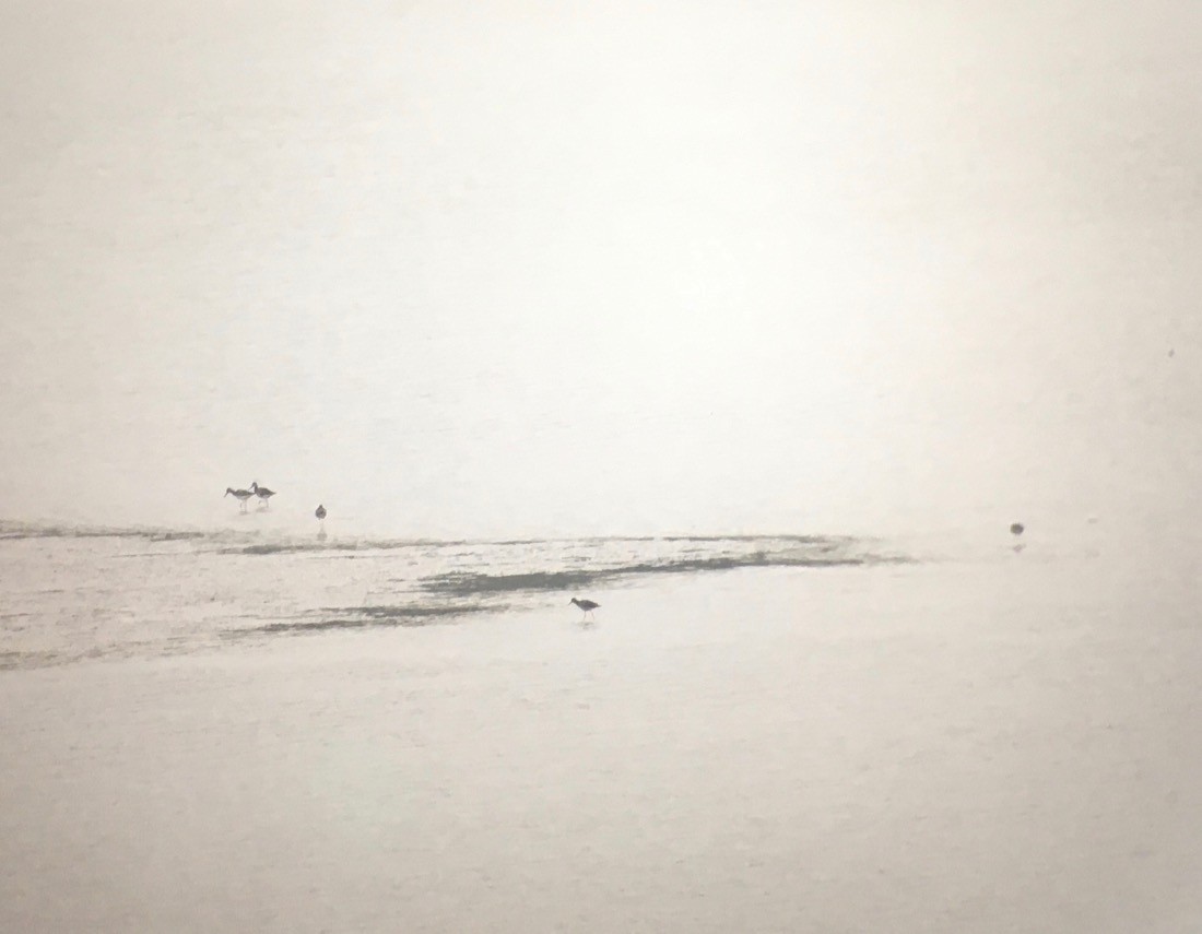 plystresnipe - ML246597671