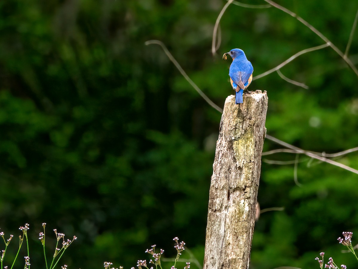 Eastern Bluebird - ML246599871