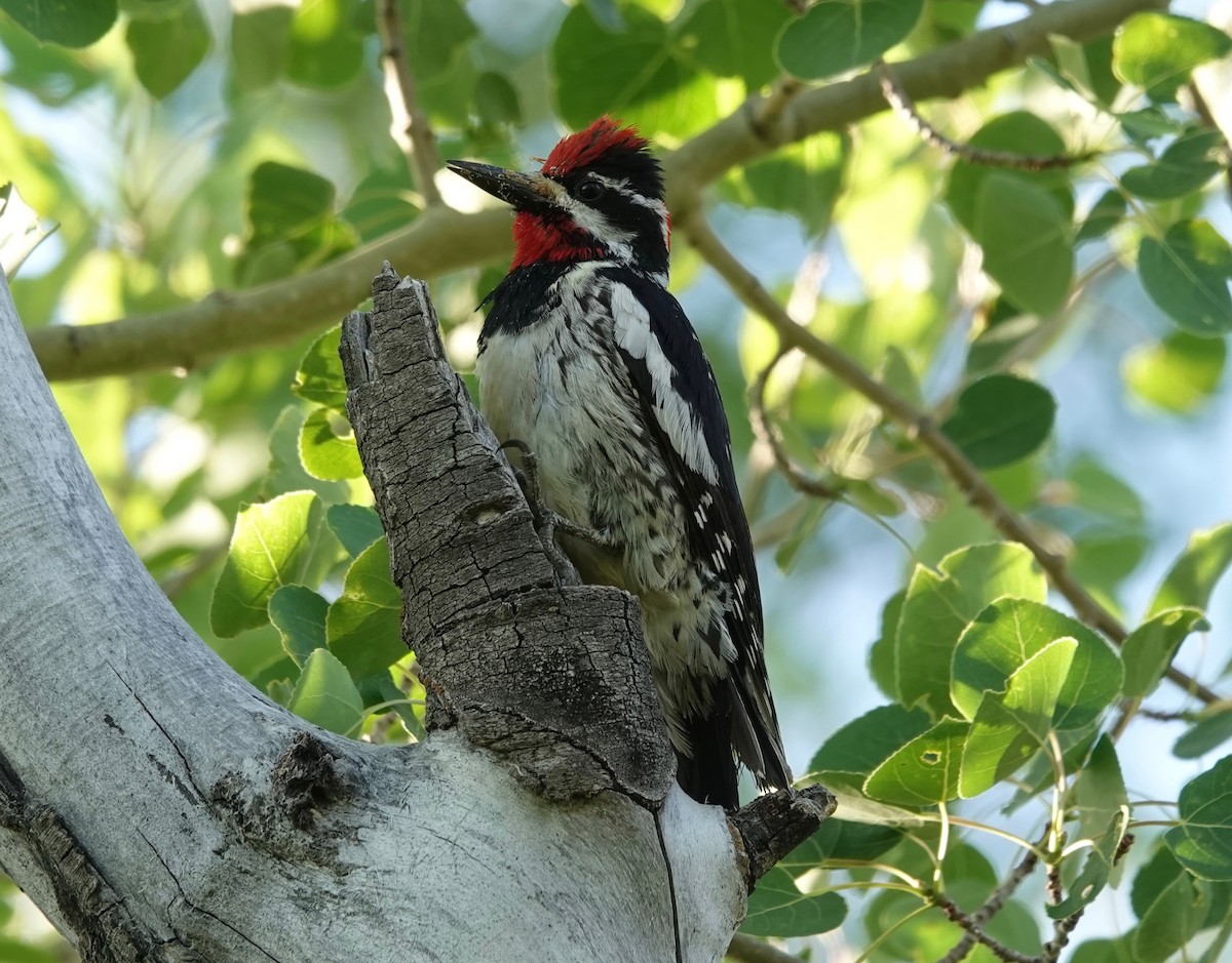 Red-naped Sapsucker - ML246600161