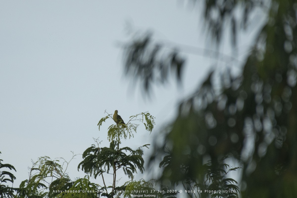 Ashy-headed Green-Pigeon - ML246600291