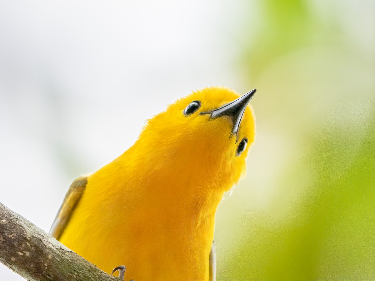 Prothonotary Warbler - David  Ramage