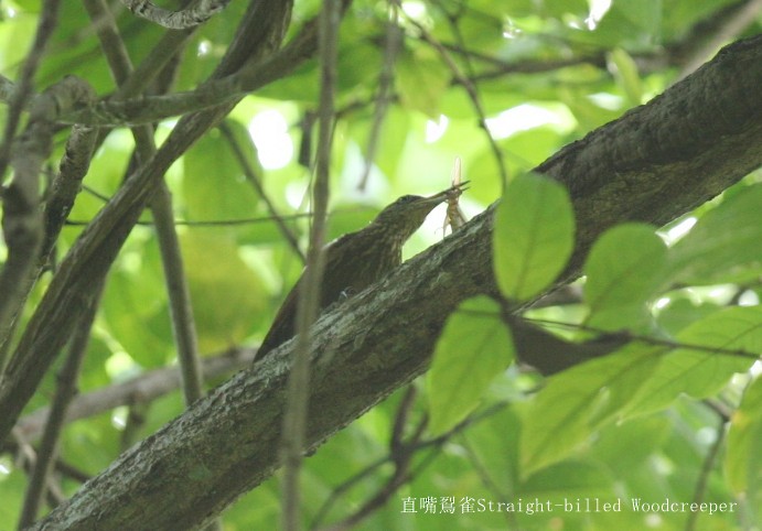 Straight-billed Woodcreeper - ML246600351