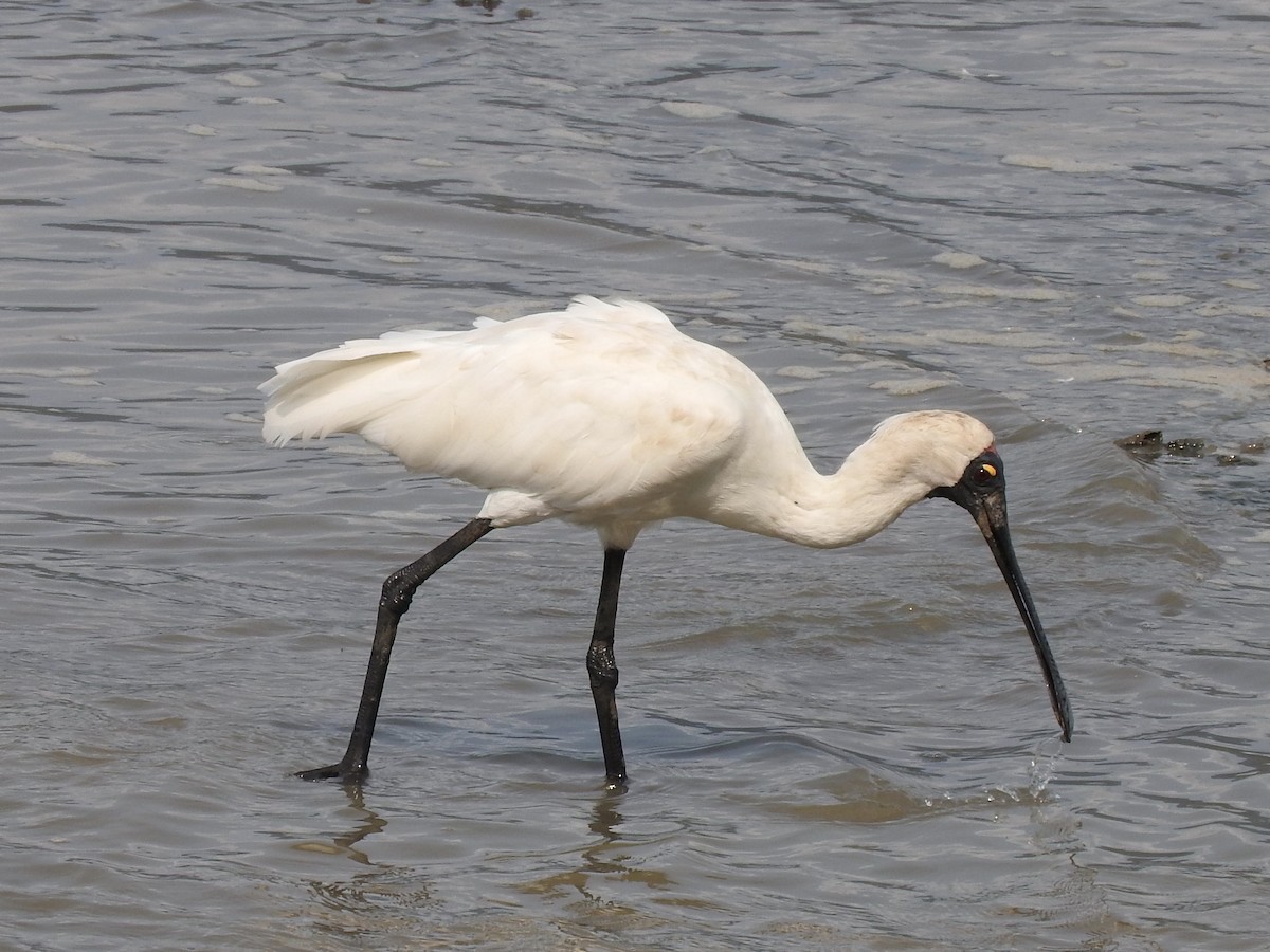Royal Spoonbill - ML246600891