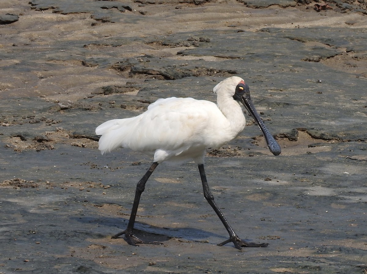 Royal Spoonbill - ML246601051