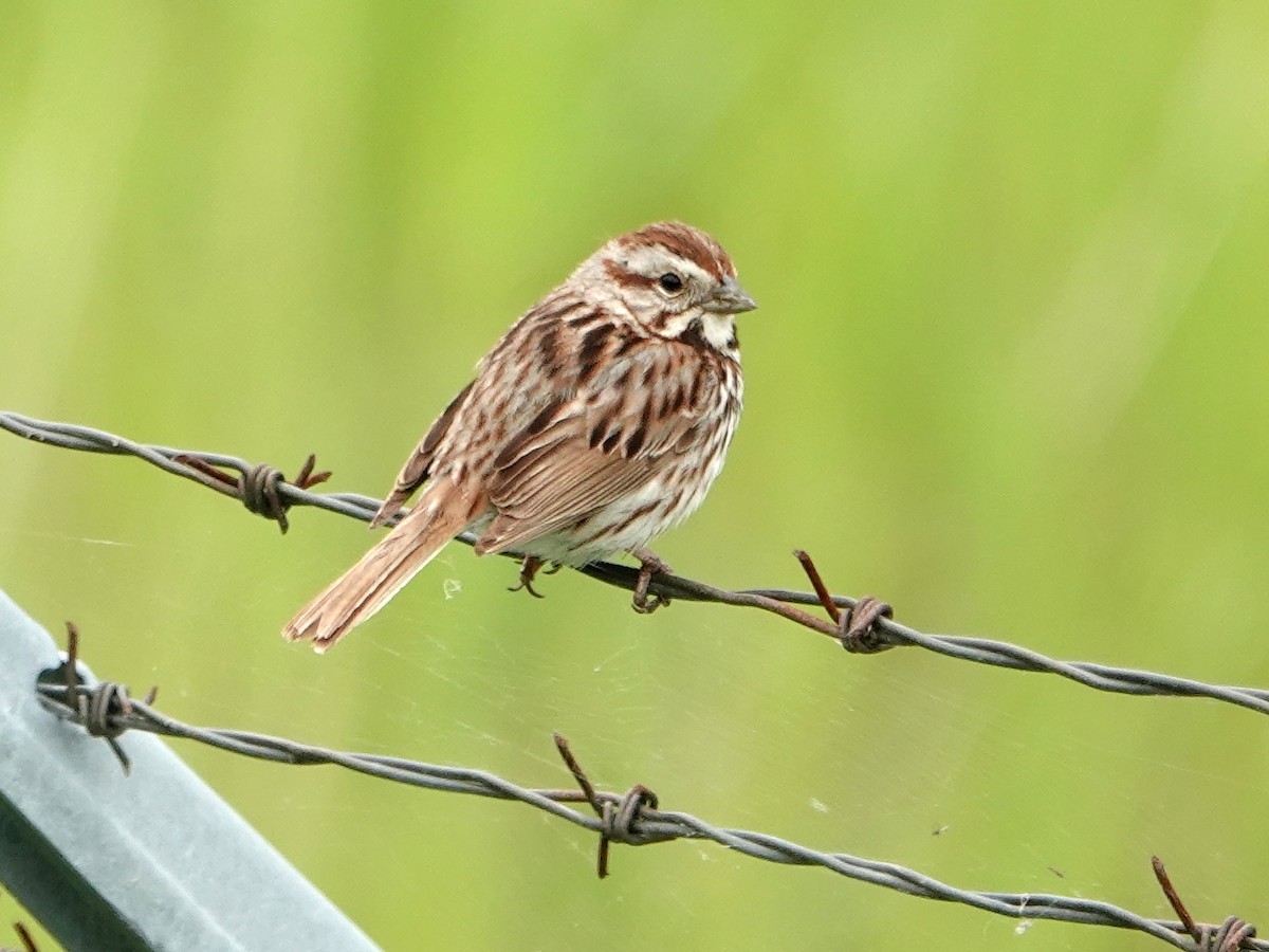 Song Sparrow - ML246601241