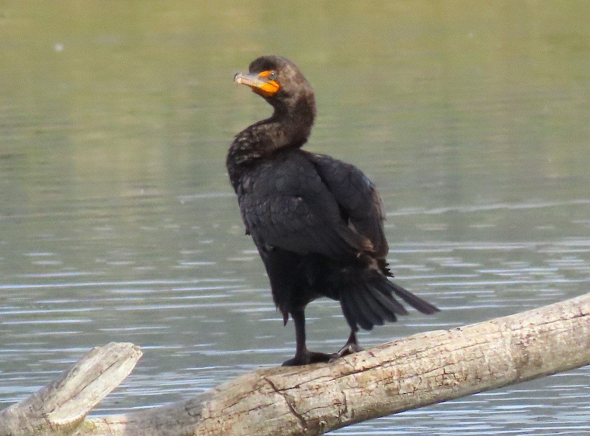 Double-crested Cormorant - Ted Floyd