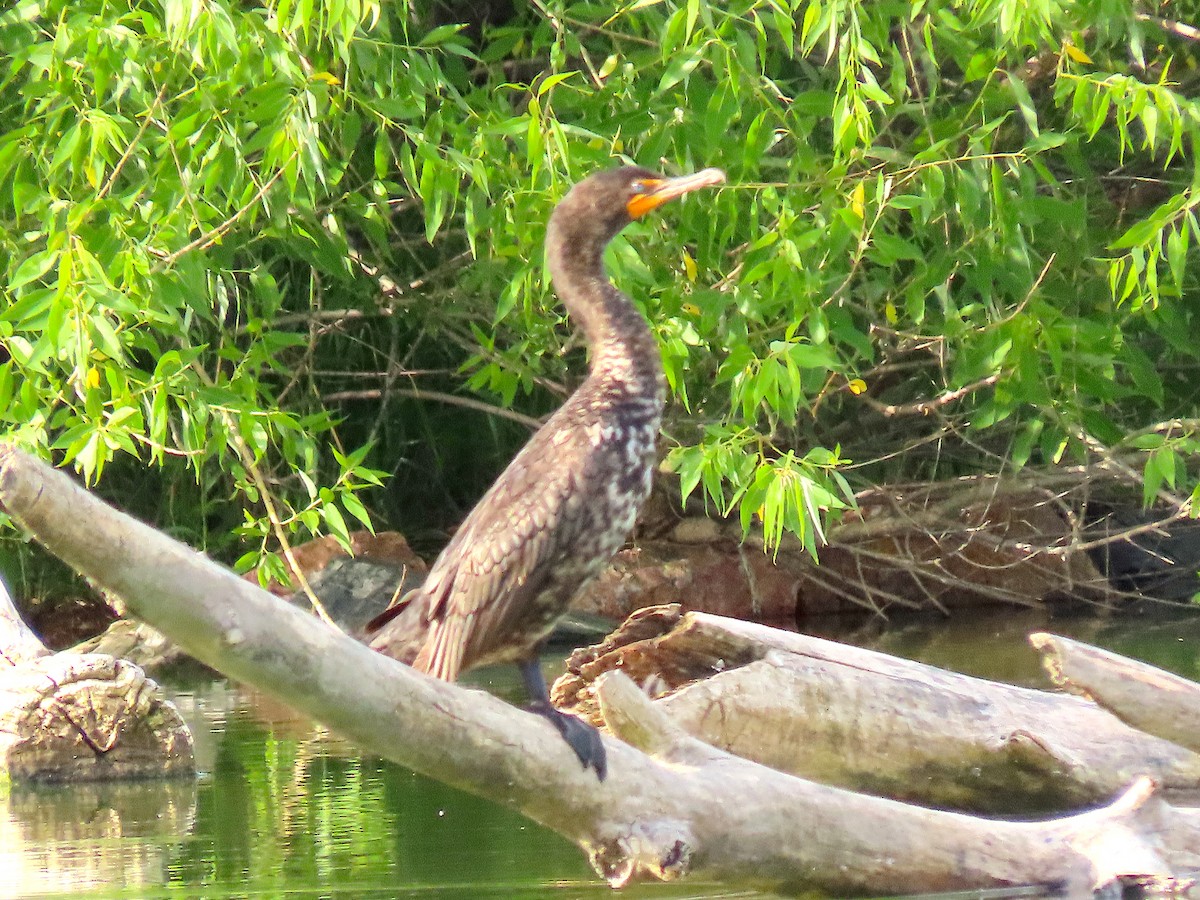 Double-crested Cormorant - Ted Floyd