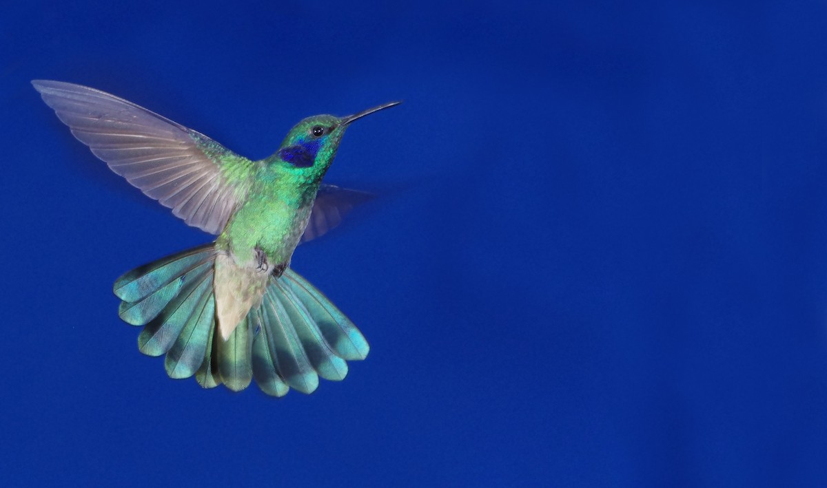kolibřík modrouchý - ML246602311
