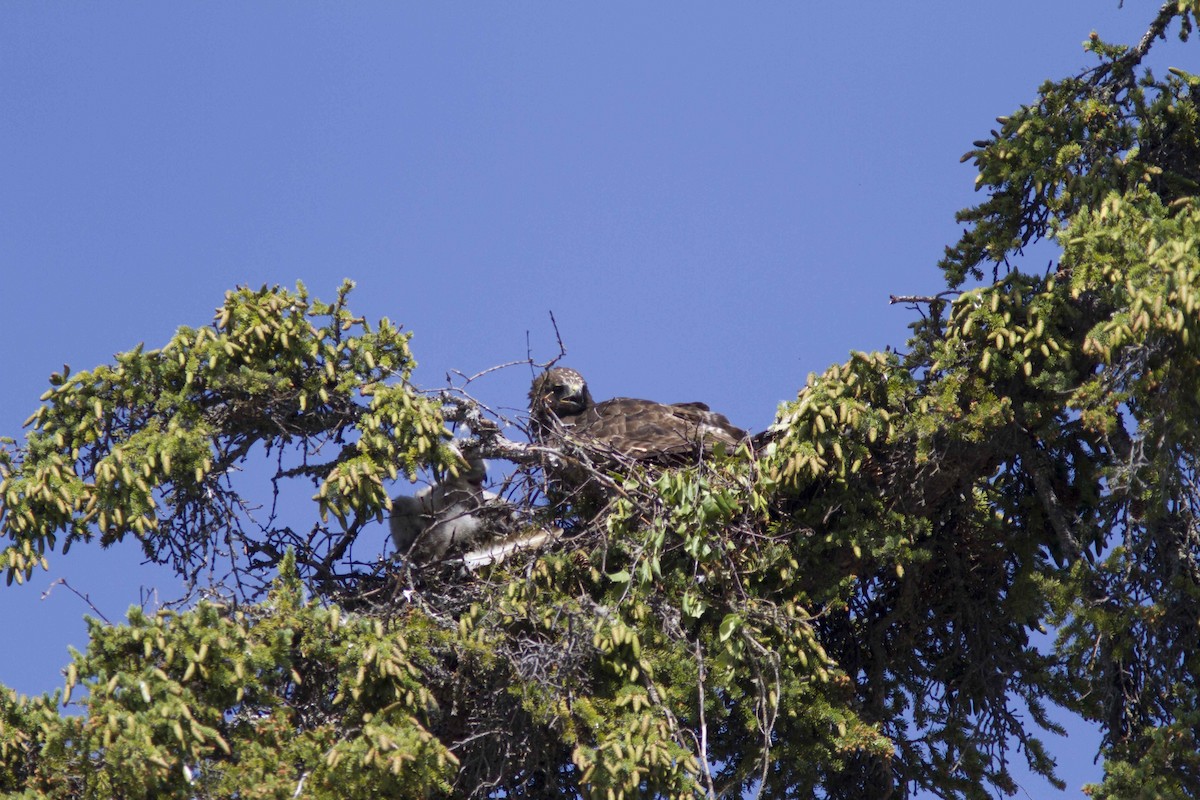 Red-tailed Hawk (Harlan's) - ML246602461