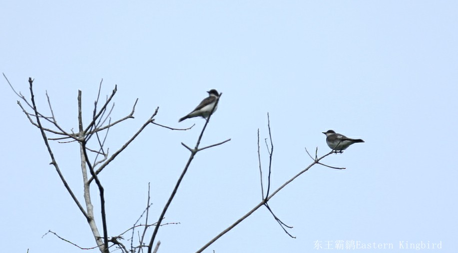 Eastern Kingbird - ML246602481