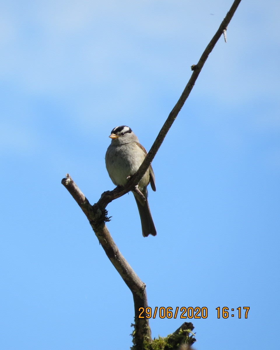 Bruant à couronne blanche - ML246603081