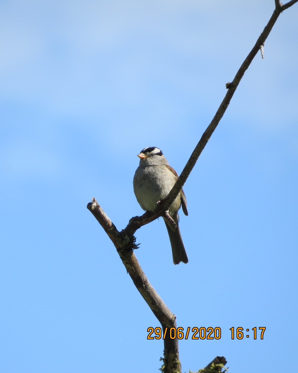 Bruant à couronne blanche - ML246603111