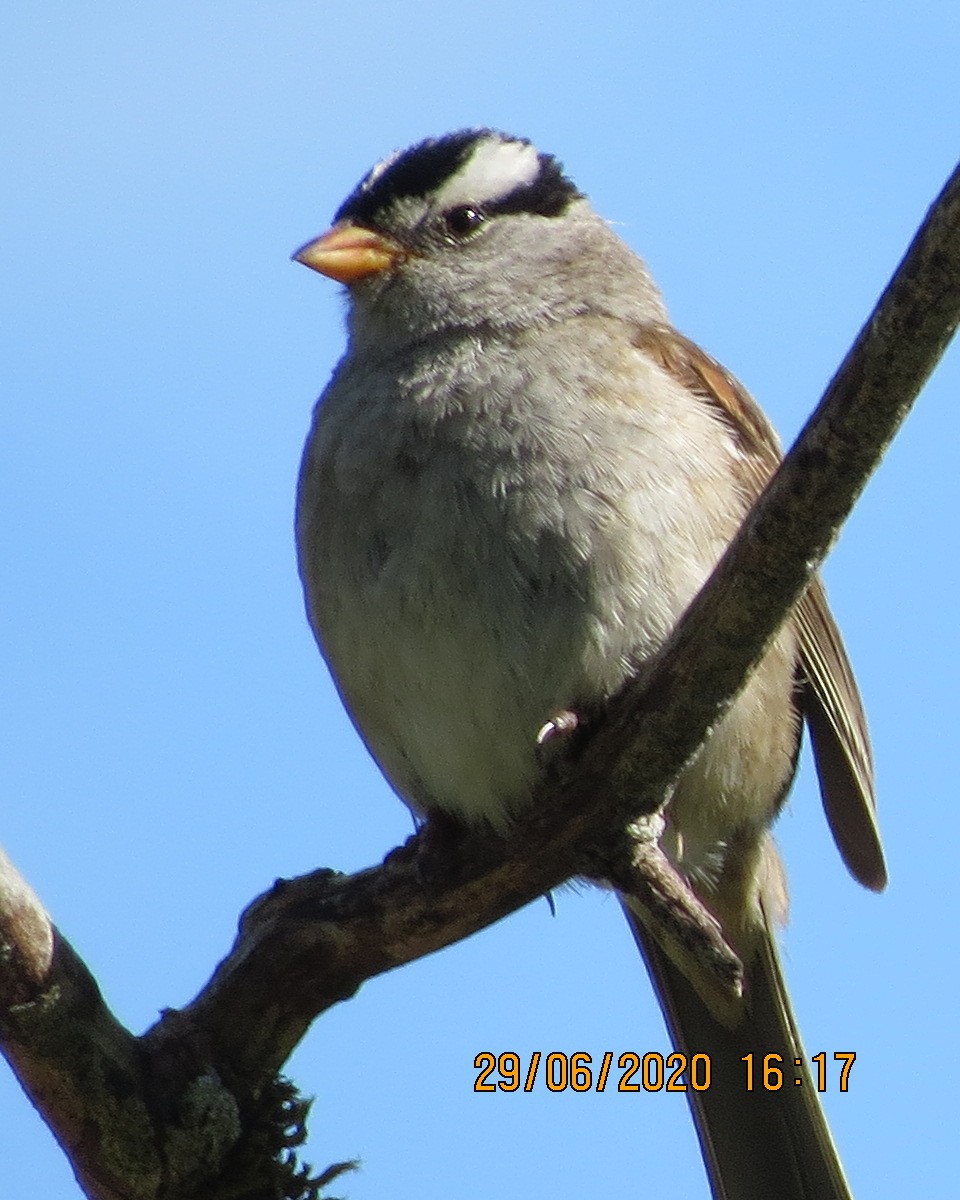 Bruant à couronne blanche - ML246603121