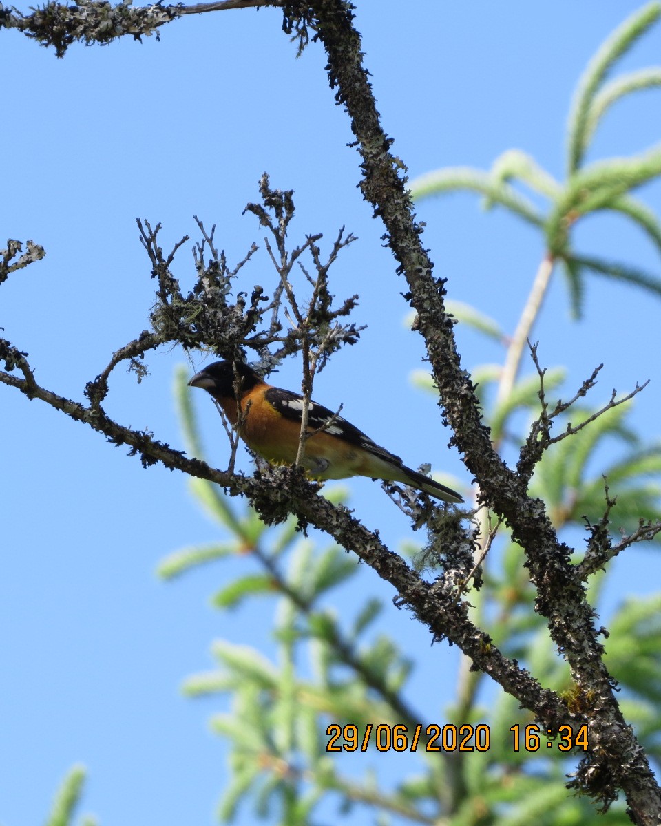 Black-headed Grosbeak - ML246603141