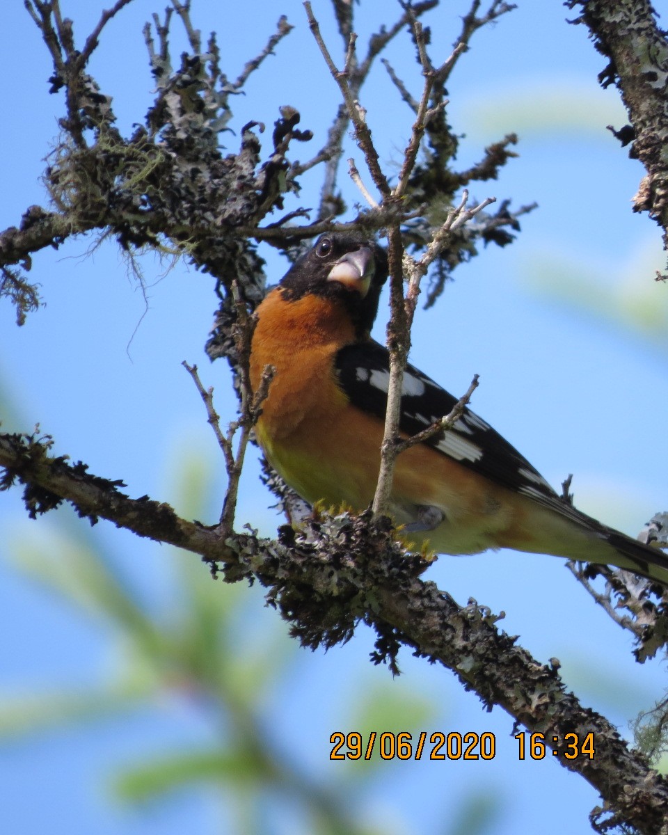 Black-headed Grosbeak - ML246603151