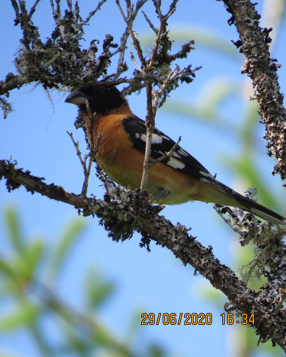 Black-headed Grosbeak - ML246603161