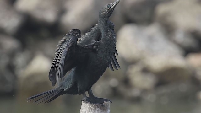 Cormoran à cou brun - ML246603761