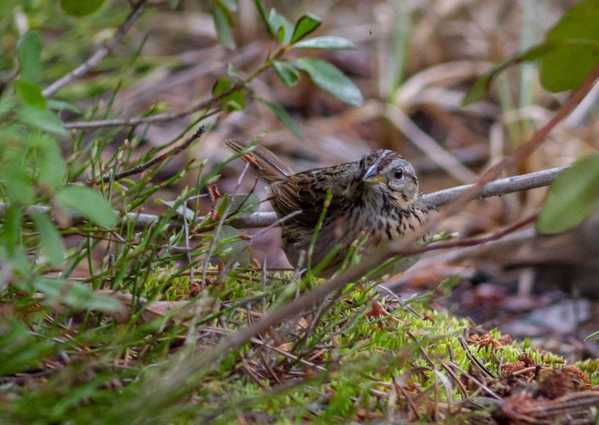 Lincoln's Sparrow - Kirk Gardner