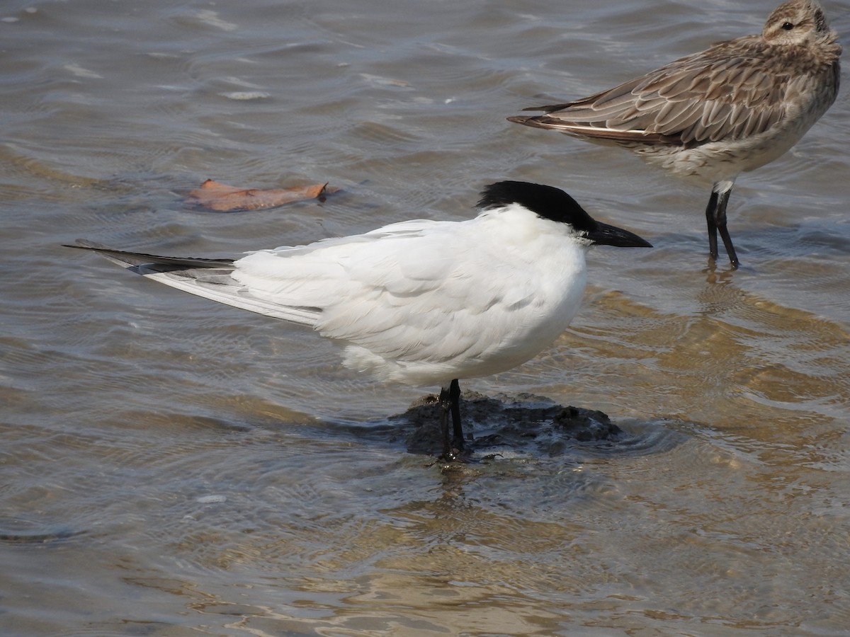 Australian Tern - ML246604361