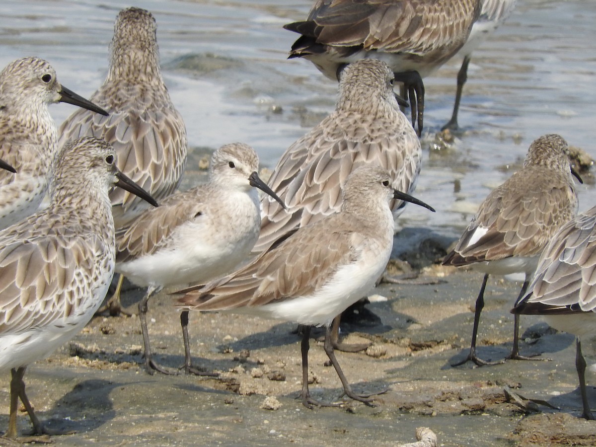Curlew Sandpiper - ML246604741