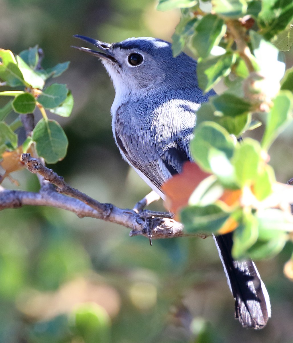 Blue-gray Gnatcatcher - Kent Leland