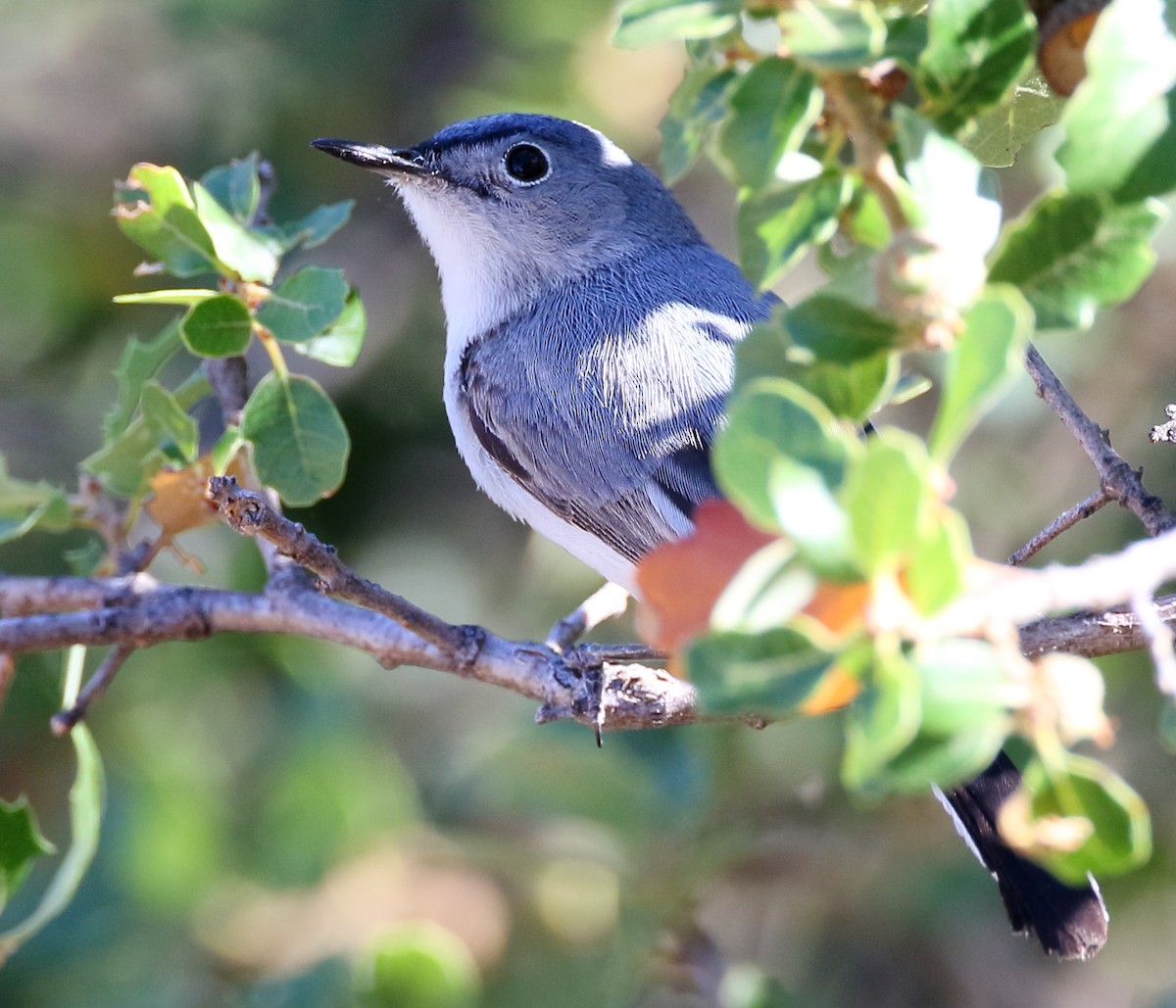 Blue-gray Gnatcatcher - Kent Leland